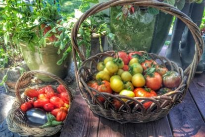 Fresh tomatoes from the garden