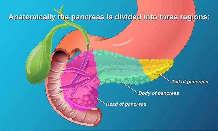 AnimatedPancreasPatient.com-role-anotomy-pancreas-NPF.