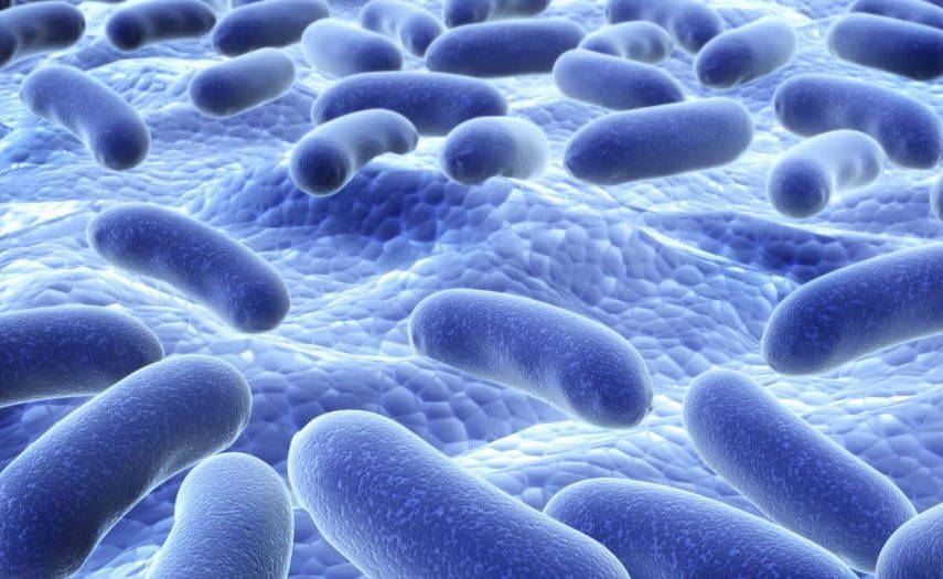 Good Bacteria close up in the intestines
