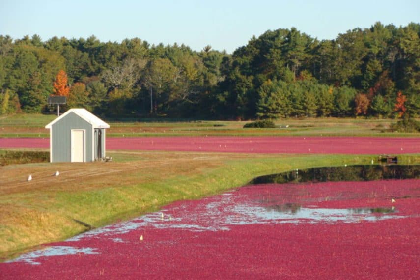 cranberry bog