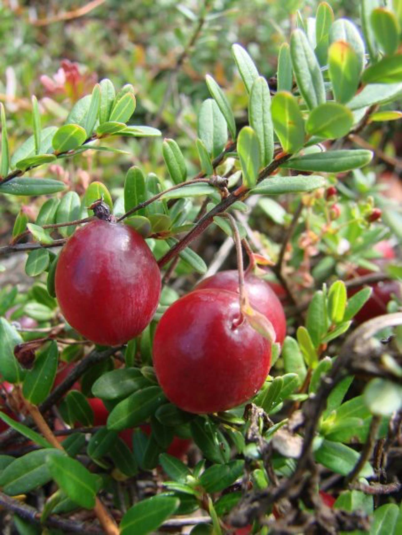 cranberry growing