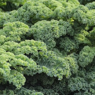 Curly kale filling the entire frame of the image