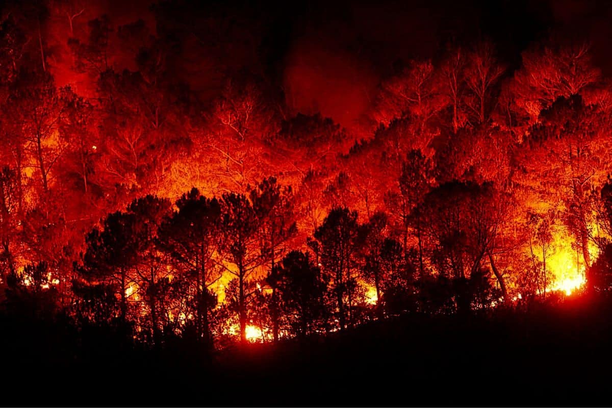 Forest Fire.