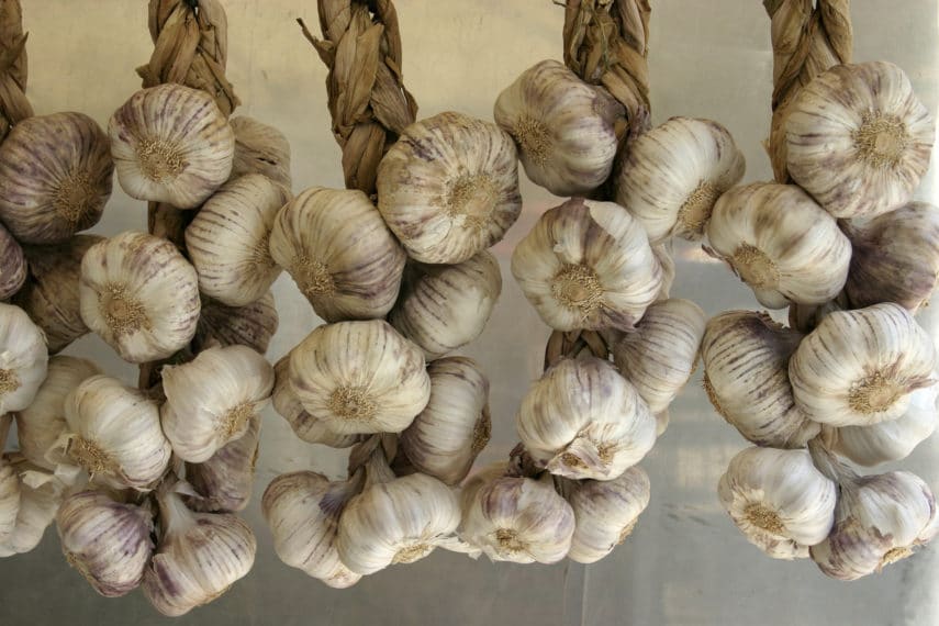 garlic Braid by Nino Barbieri