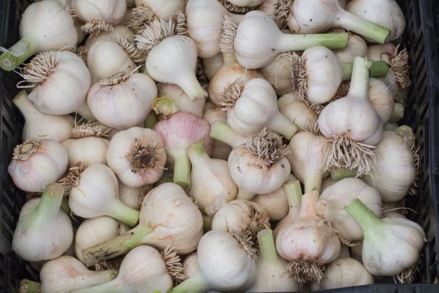 Garlic main overhead