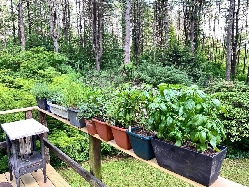 growing herbs
