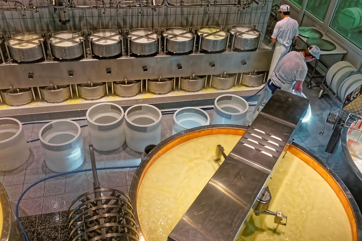 Gruyere being made.