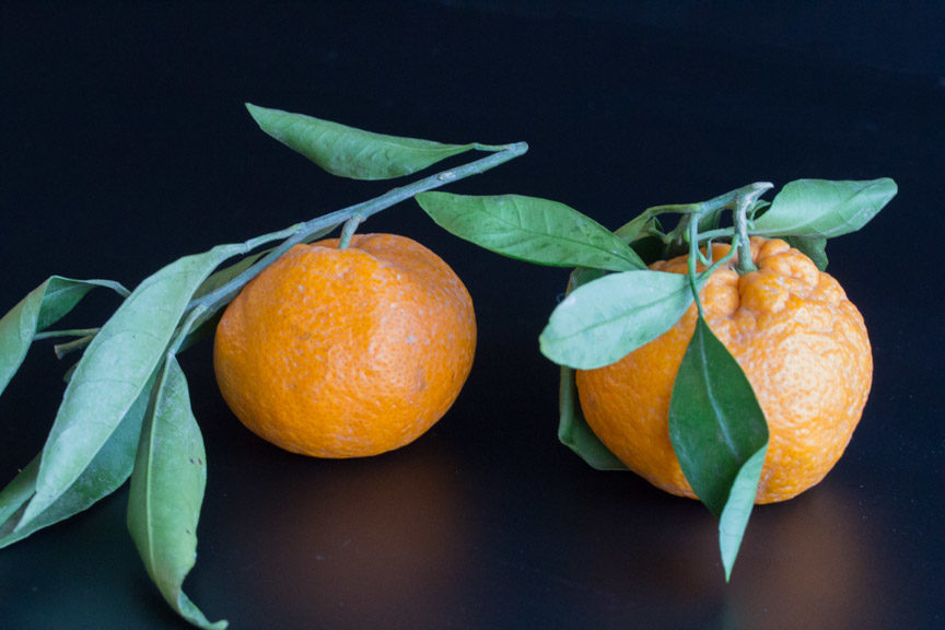 mandarins on stalk 2