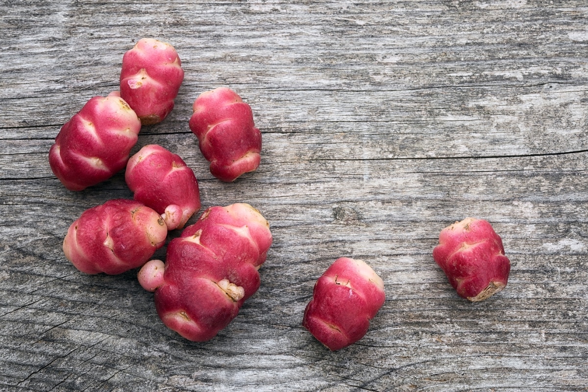 New Zealand yam. 