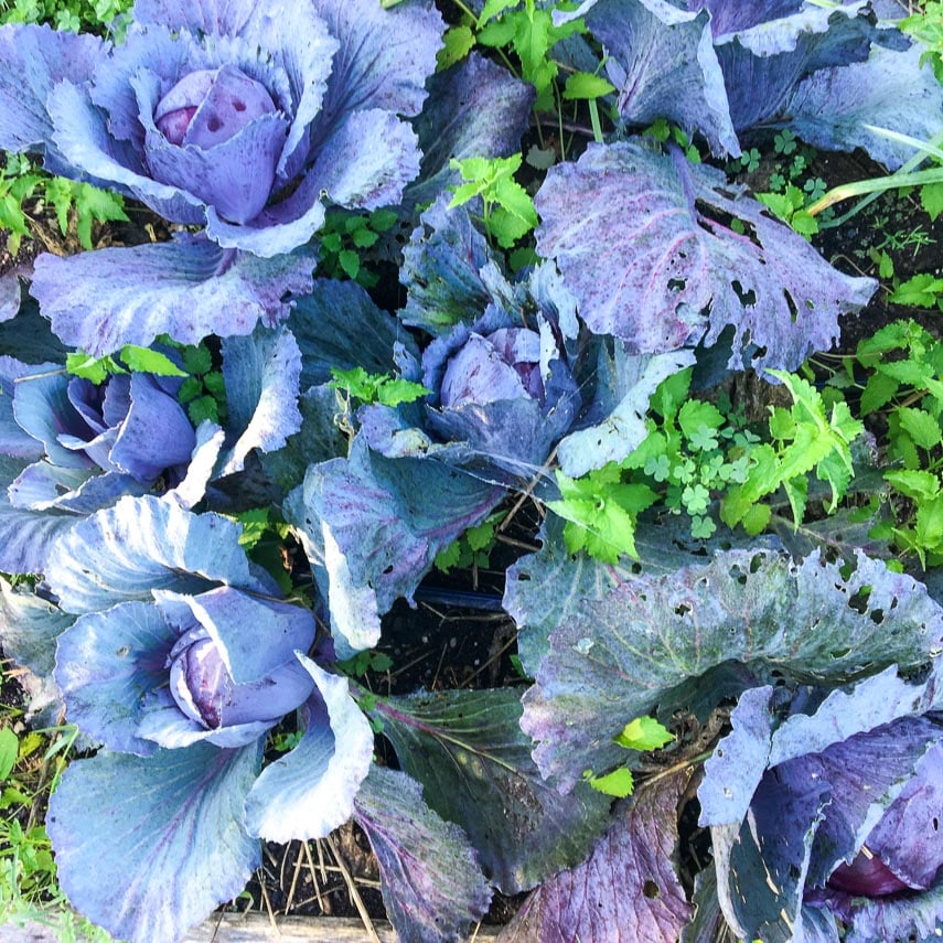 red cabbage growing in garden