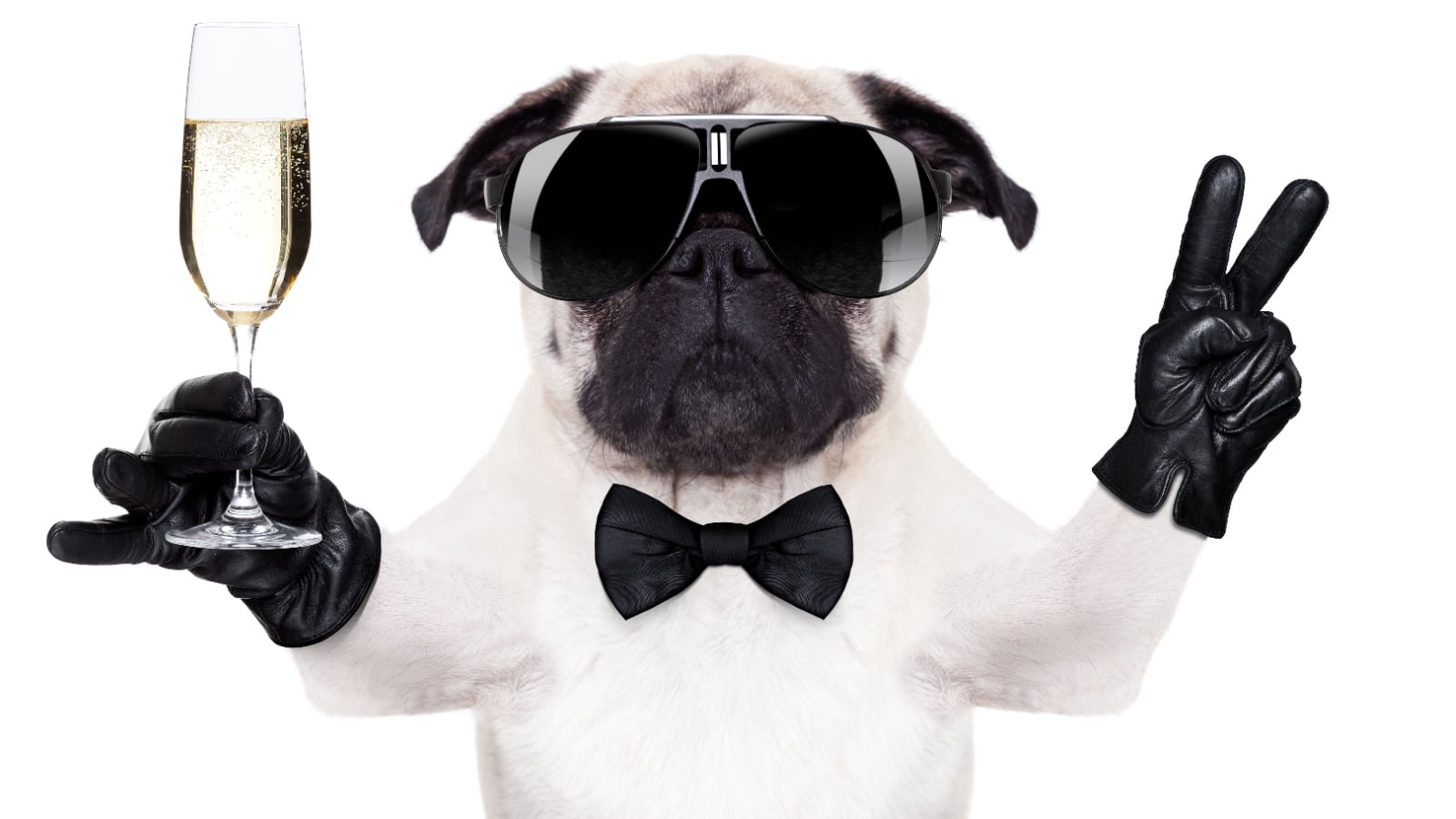 Right on.Pug with peace sign.