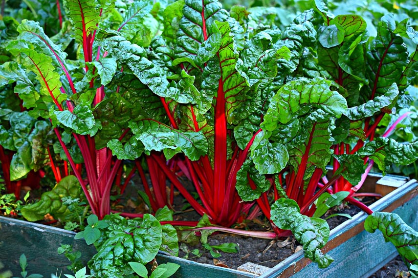 Swiss Chard growing in garden.