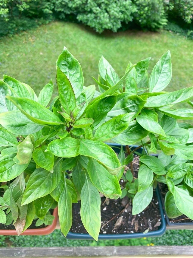 Thai basil growing in pot Thai basil growing in pot