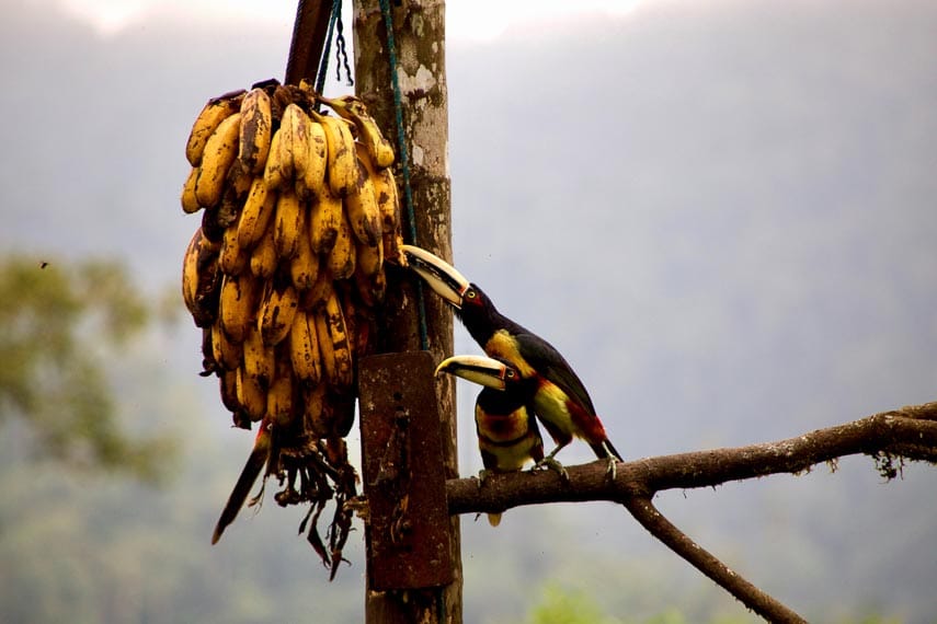 Toucan's enjoying bananas