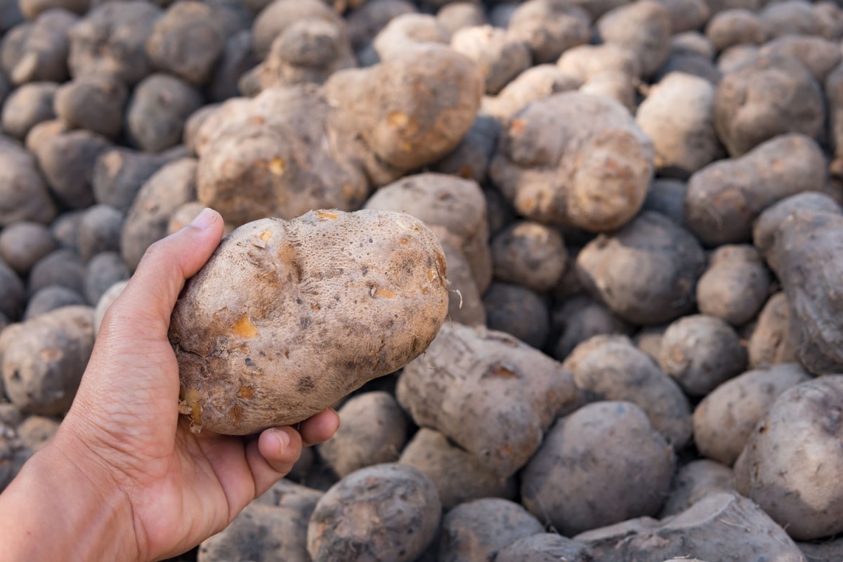 True yam. 