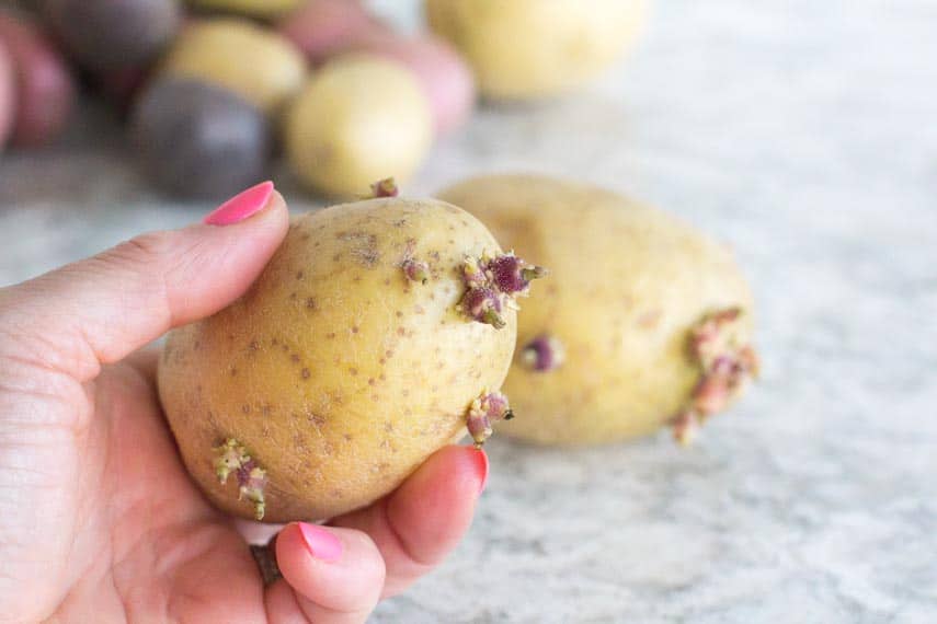 yellow potatoes with eyes held in a manicured hand