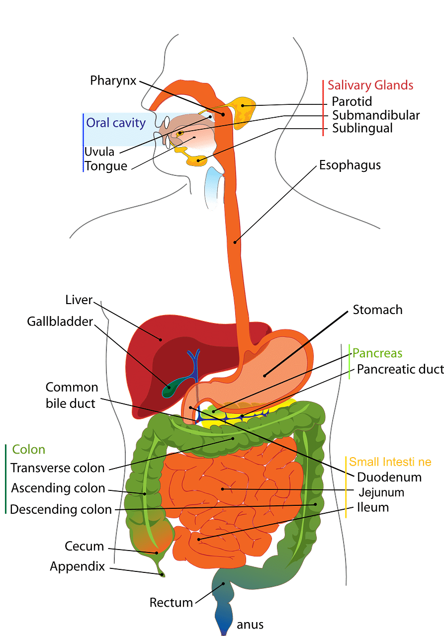 Digestive System- IBD and IBS, What is the difference?